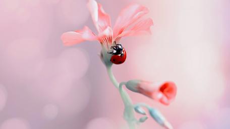 Blooming Beauty with Ladybug wallpaper