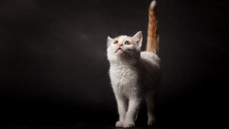 Curious Kitten Exploring Its World wallpaper
