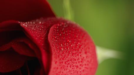 Stunning Close-Up of a Dew-Kissed Red Rose wallpaper