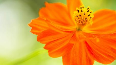 Vibrant Orange Flower in Bloom wallpaper