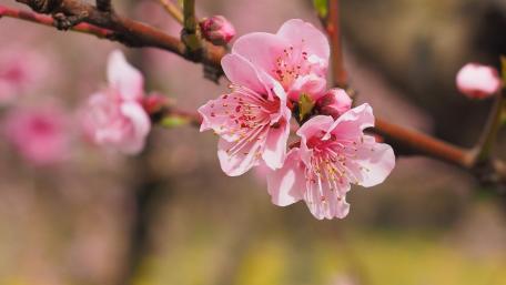 Delicate Pink Blossoms in Springtime Beauty wallpaper
