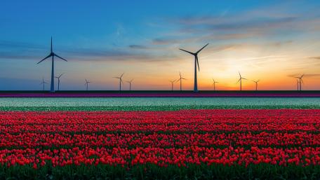 Vibrant Tulip Fields Under a Windy Skyline wallpaper