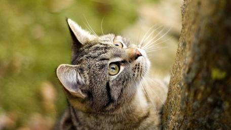 Curious Cat Gazing at Nature wallpaper