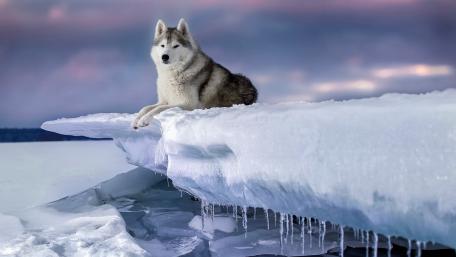 Majestic Wolf on Icy Edge of Winter Landscape wallpaper