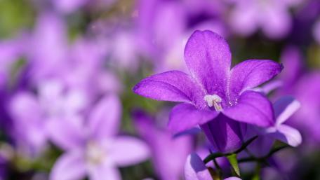 Vibrant Purple Campanula Blossoms Displaying Nature's Beauty wallpaper