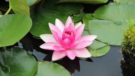 Blossoming Beauty of a Water Lily Flower wallpaper