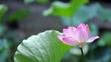 Delicate Lotus Blossom in Full Bloom wallpaper