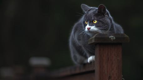 Graceful Cat Perched Elegantly on a Fence wallpaper
