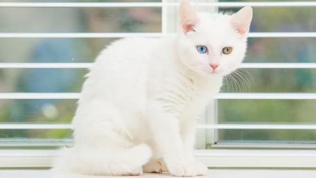 Charming White Cat with Unique Eyes Inviting Serenity wallpaper