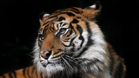 Majestic Tiger in Profile View wallpaper