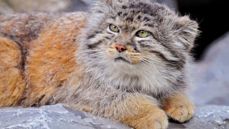 Majestic Pallas's Cat Relaxing on Rocks wallpaper