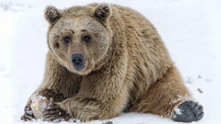 Majestic Grizzly Bear in Snowy Landscape wallpaper