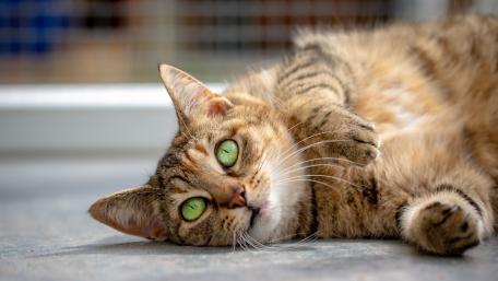 Feline Serenity in Sunlight wallpaper
