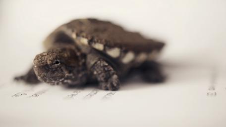 Gentle Encounter with a Classroom Turtle wallpaper