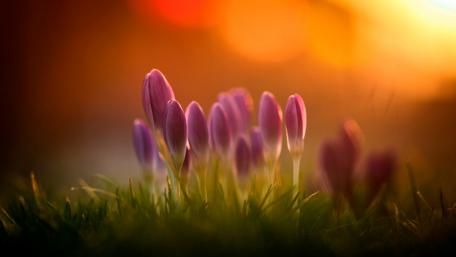 Blooming Crocuses at Sunset Glow wallpaper