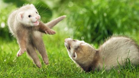Playful Ferrets in Lush Green Grass wallpaper