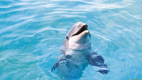 Joyful Dolphin in Clear Waters wallpaper