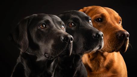 Three Loyal Companions in Profile View wallpaper
