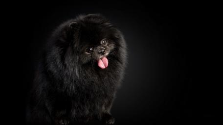 Fluffy Black Pomeranian with Charming Expression wallpaper