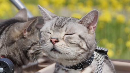 Contented Cat Enjoying the Sunshine in a Flower Field wallpaper