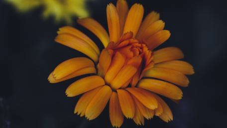 Vibrant Orange Flower Close-Up Wallpaper wallpaper