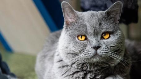 Elegant Gray Cat with Striking Amber Eyes wallpaper