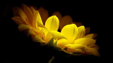Bright Sunflower Perfect for Any Space Decor wallpaper