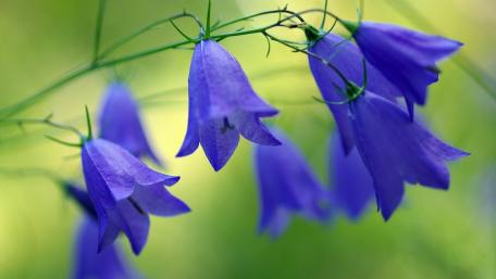 Elegant Blue Bell Flowers in Bloom wallpaper