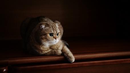 Charming Cat in Serene Darkness wallpaper