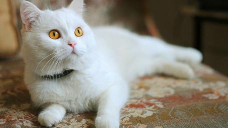 Elegant White Cat Resting Gracefully in Sunlight wallpaper