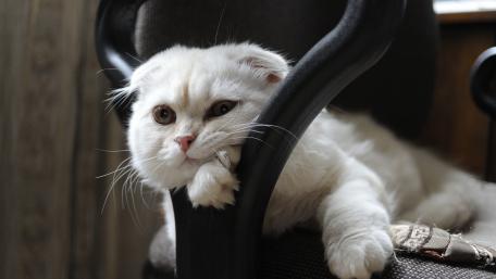 Fluffy White Cat Relaxing on a Chair wallpaper