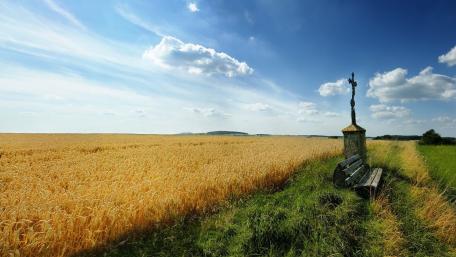Golden Fields Under a Blue Sky wallpaper