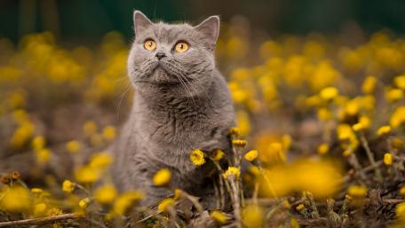 Charming Gray Cat in a Field of Flowers wallpaper