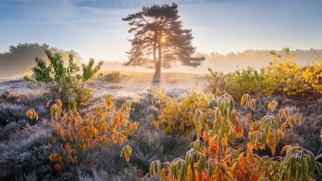 Golden Sunrise Over Frosty Landscape wallpaper