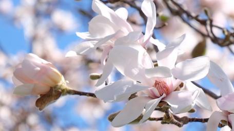 Delicate Magnolia Blossoms in Springtime Beauty wallpaper