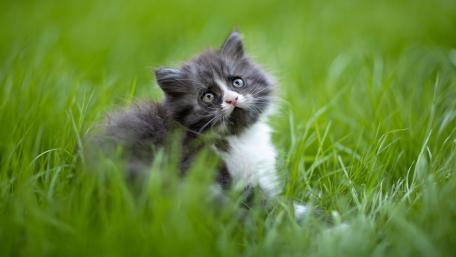 Adorable Kitten in Lush Green Grass wallpaper