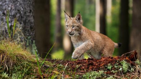 Lynx on the Move in a Forest Setting wallpaper