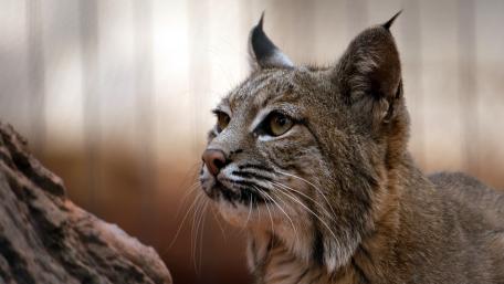 Majestic Lynx in Nature's Realm wallpaper