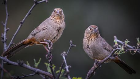 Charming Birds on a Branches Perch wallpaper