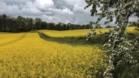 Golden Fields Under Dramatic Skies wallpaper