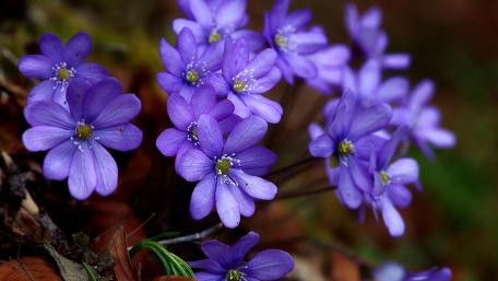 Vibrant Purple Flowers in Bloom wallpaper