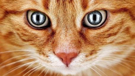Captivating Close-Up of a Ginger Cat's Face wallpaper