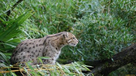 Majestic Lynx in Natural Habitat wallpaper