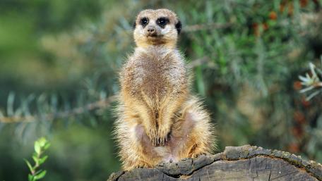 Curious Meerkat Gazing into the Distance wallpaper