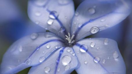 Delicate Blue Blossom with Raindrops wallpaper
