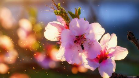 Spring Blossoms in Beautiful Pink Hues wallpaper