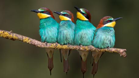 Colorful Birds on a Branch wallpaper