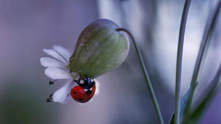 Nature's Tiny Marvels in Detail wallpaper