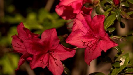 Vibrant Azaleas in Bloom for Your Space wallpaper