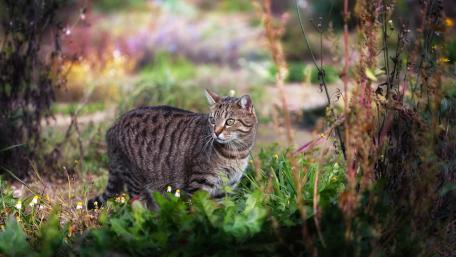 Graceful Cat in a Serene Garden Scene wallpaper